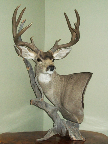 Deer - Testimonial
